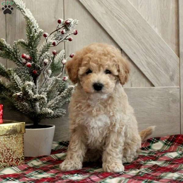 Jade, Toy Poodle Puppy