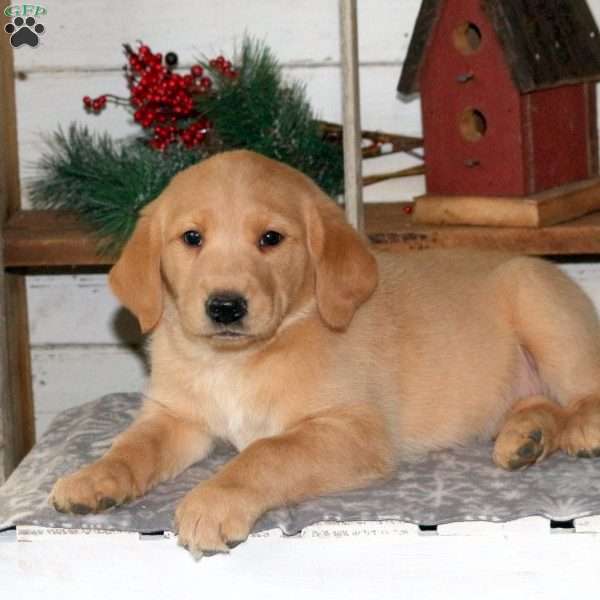 Jolly, Golden Labrador Puppy