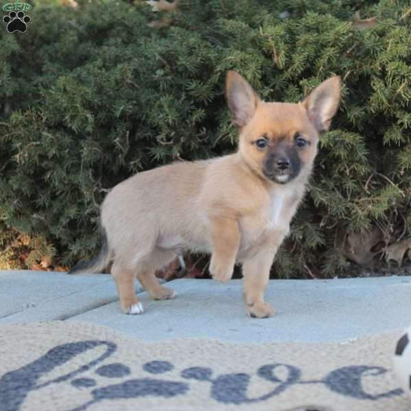 Josiah, Chihuahua Puppy