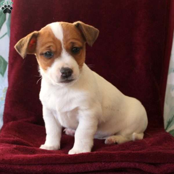 Jude, Jack Russell Terrier Puppy