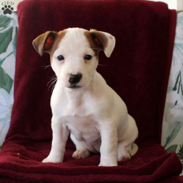 Juliette, Jack Russell Terrier Puppy