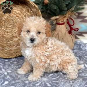 Toy schnoodle puppies clearance for sale near me