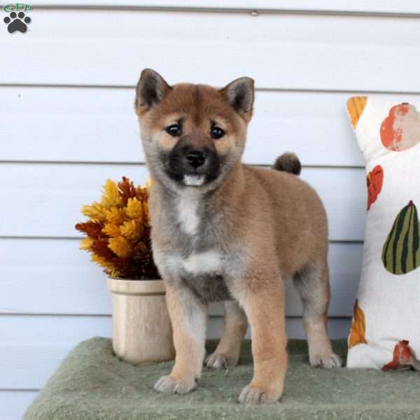 Katie Shiba Inu Puppy For Sale in Pennsylvania