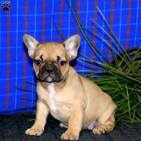 Kelsey, French Bulldog Puppy