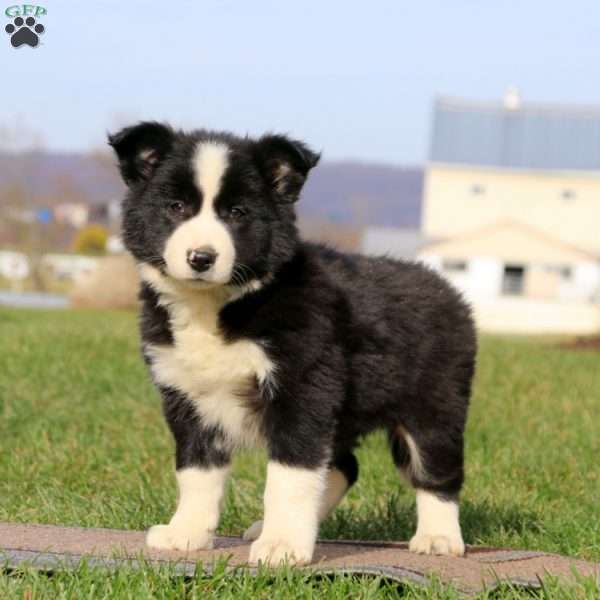Kendi, Border Collie Puppy