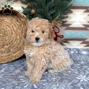 Toy schnoodle puppies clearance for sale near me