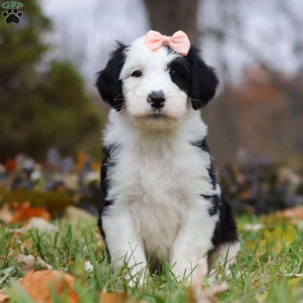 Layla, Sheepadoodle Puppy