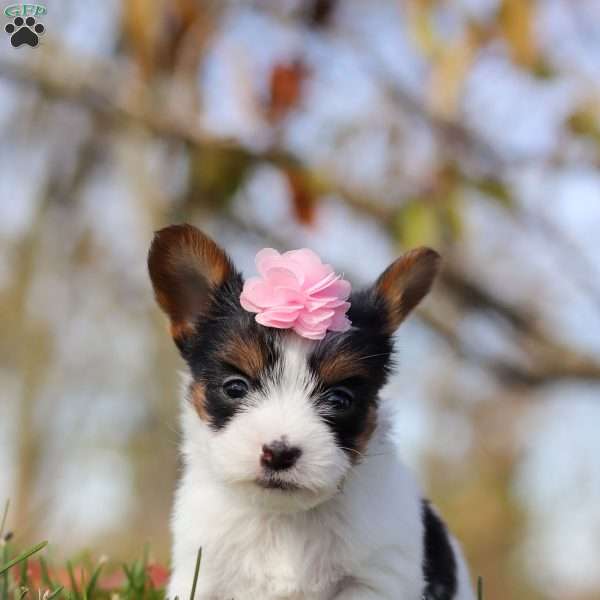 Lilac, Morkie / Yorktese Puppy
