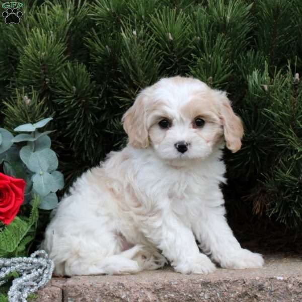Lily, Cavachon Puppy