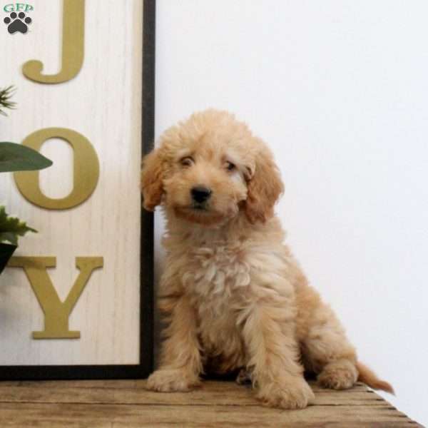 Lily, Mini Labradoodle Puppy