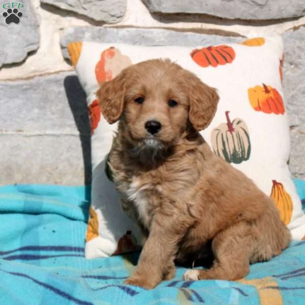 Lincoln, Standard Poodle Mix Puppy