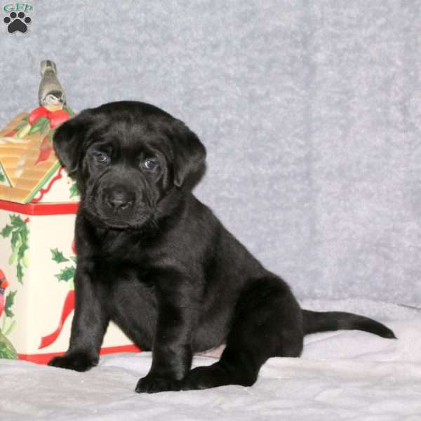 Linda, Black Labrador Retriever Puppy
