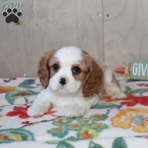 Fox creek hot sale cavaliers