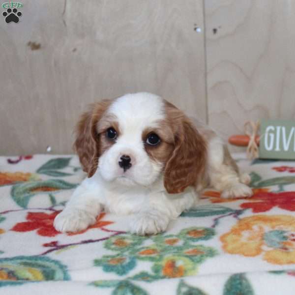 Lola, Cavalier King Charles Spaniel Puppy