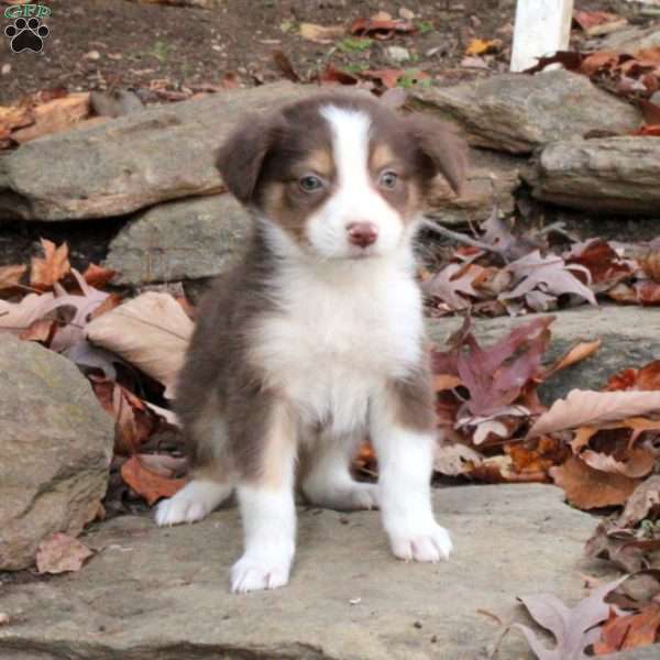 Mabel, Australian Shepherd Puppy