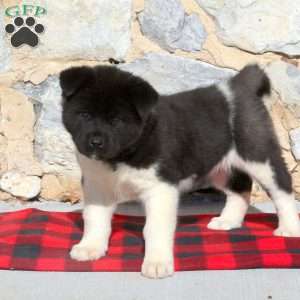 Akita Puppies for Sale - Greenfield Puppies