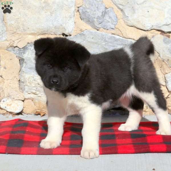 Mable - Akita Puppy For Sale in Pennsylvania