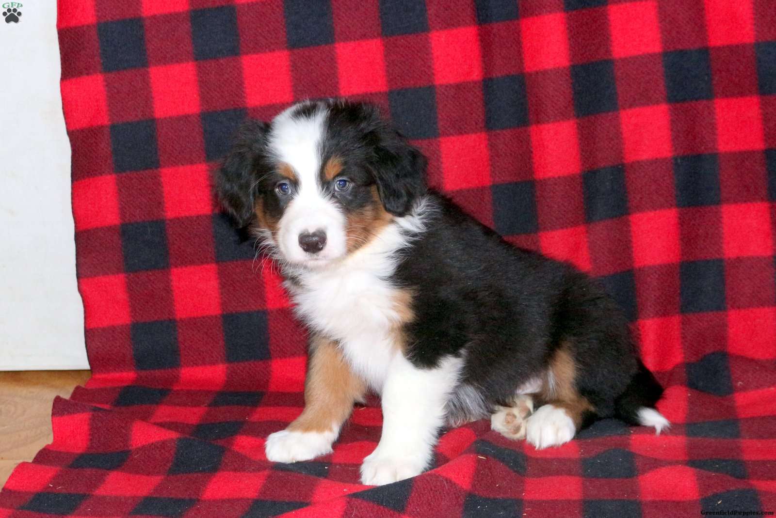 Mac Australian Shepherd Puppy For Sale in Pennsylvania