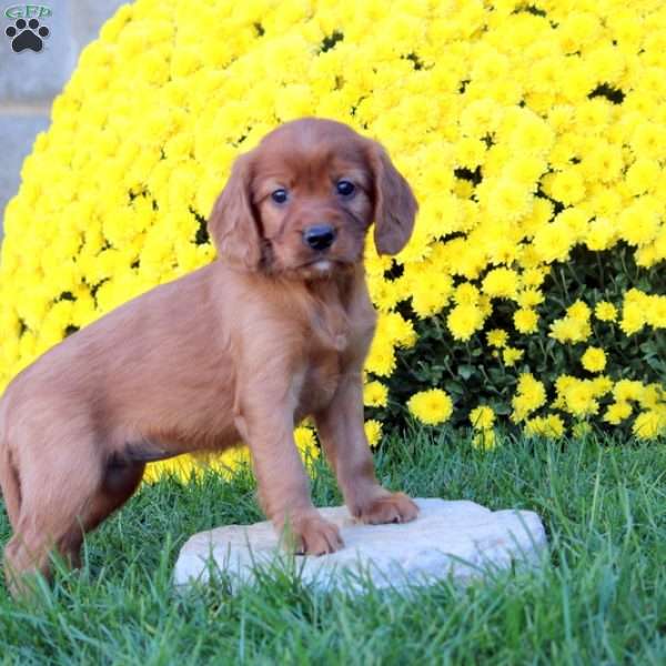 Macy, Irish Setter Mix Puppy