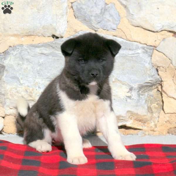 Maisy, Akita Puppy