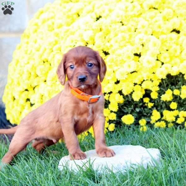 Mark, Irish Setter Mix Puppy