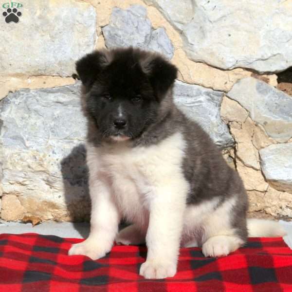 Max, Akita Puppy
