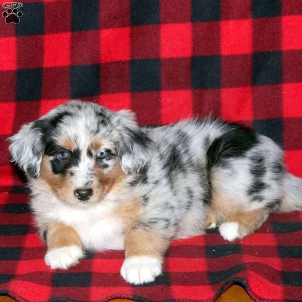Mia Australian Shepherd Puppy For Sale in Pennsylvania