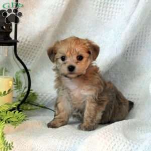 Yorkie chon puppies for sale hot sale near me