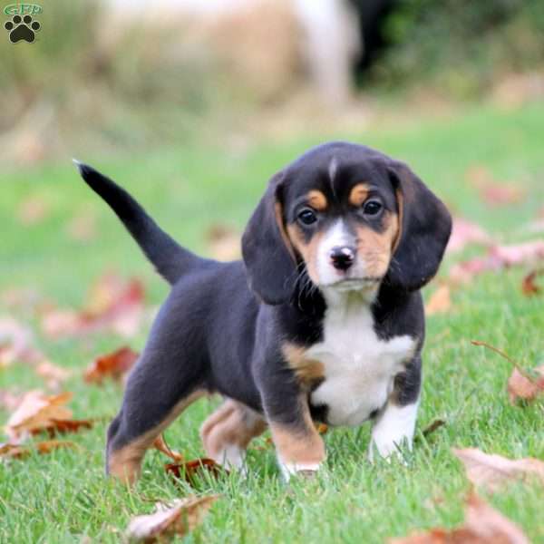 Monday, Beagle Puppy
