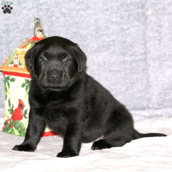 Negra, Black Labrador Retriever Puppy