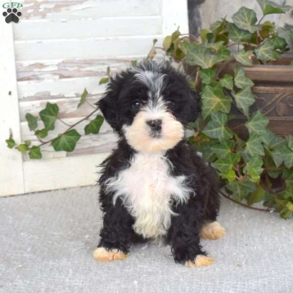 Nelly, Mini Bernedoodle Puppy