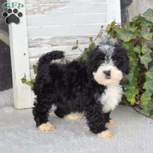 Nelly, Mini Bernedoodle Puppy
