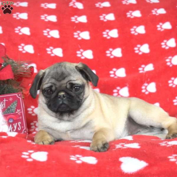 Nutmeg Pug Puppy For Sale in Pennsylvania