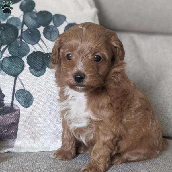 Paisley, Maltipoo Puppy