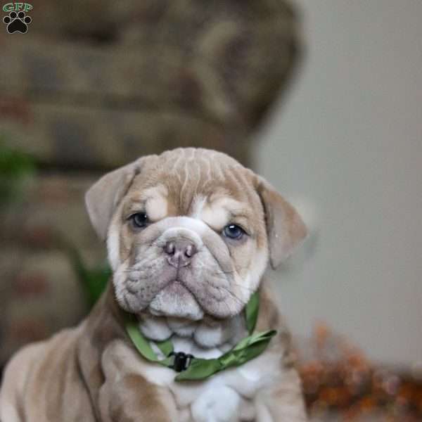 Parker, English Bulldog Puppy