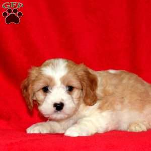 Cavachon best sale greenfield puppies