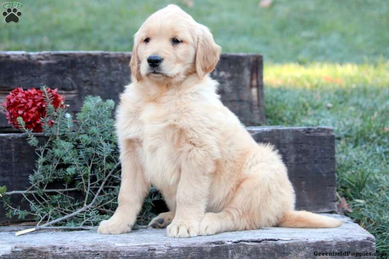 Paxton Golden Retriever Puppy For Sale in Pennsylvania