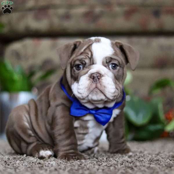 Prince, English Bulldog Puppy