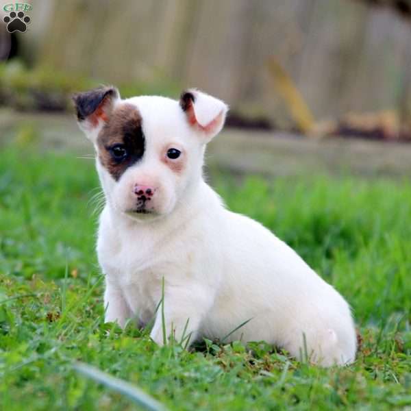 Rayna, Jack Russell Mix Puppy