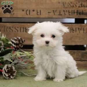 Maltese sales greenfield puppies