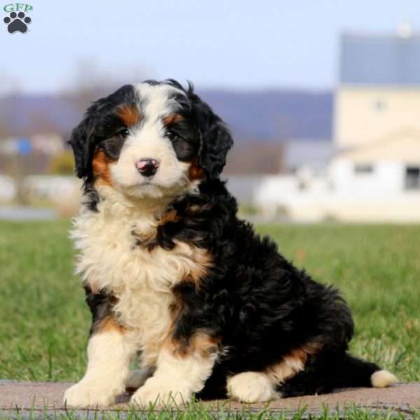 Riley, Bernese Mountain Dog Mix Puppy