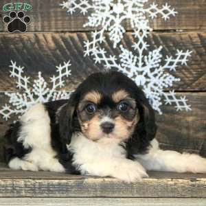 Tri color cavachon sales puppies for sale