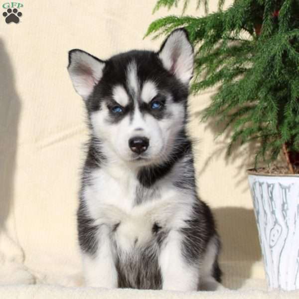 Rocko, Siberian Husky Puppy