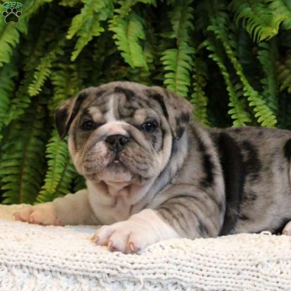 Rocky, English Bulldog Puppy