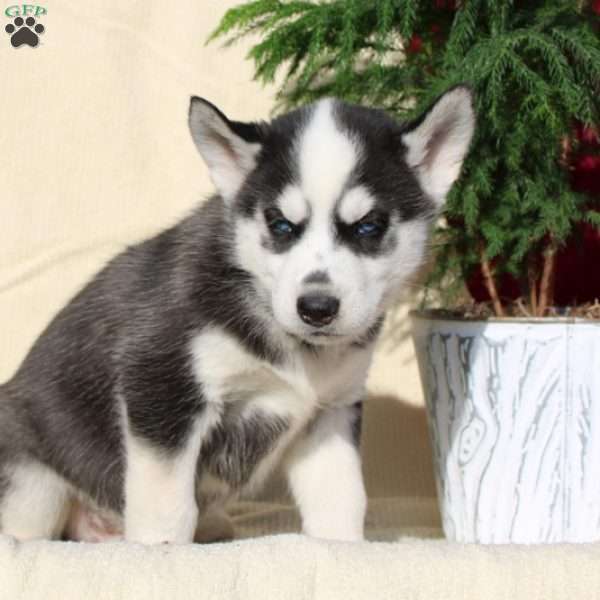 Ron, Siberian Husky Puppy