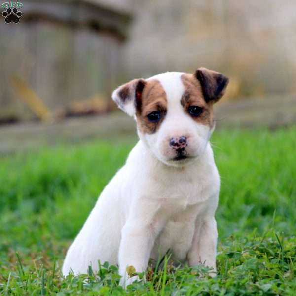 Rosa, Jack Russell Mix Puppy