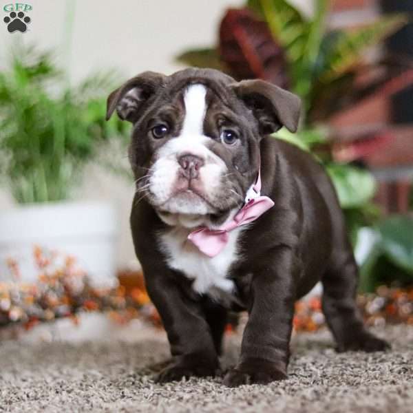 Rosie, English Bulldog Puppy