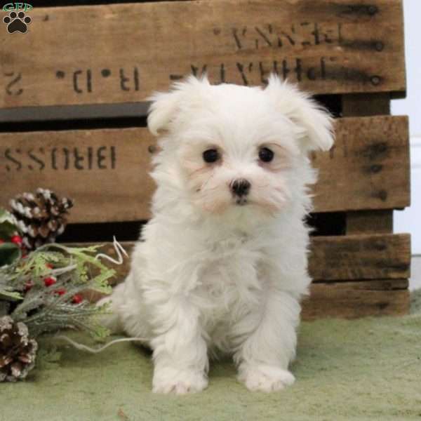 Rosie, Maltese Puppy