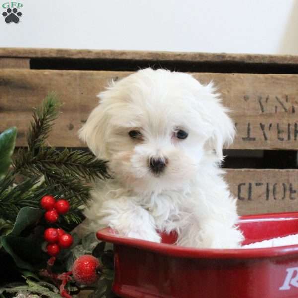 Rowan, Maltese Puppy