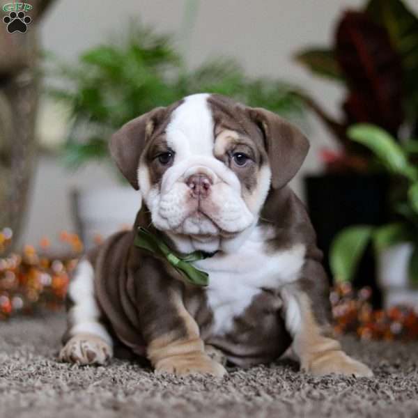 Royal, English Bulldog Puppy
